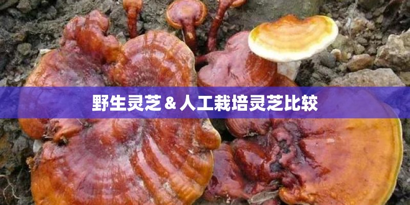 野生灵芝＆人工栽培灵芝比较