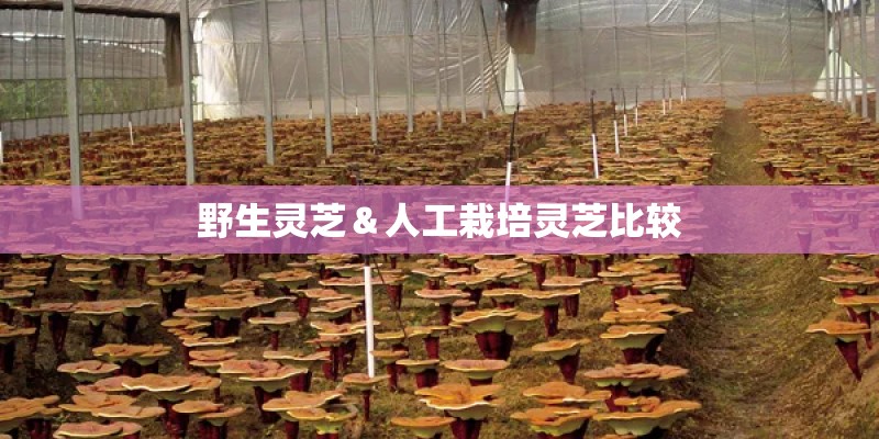野生灵芝＆人工栽培灵芝比较