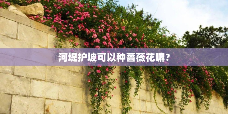 河堤护坡可以种蔷薇花嘛? 河堤护坡可以种蔷薇花嘛?