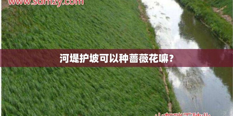 河堤护坡可以种蔷薇花嘛? 河堤护坡可以种蔷薇花嘛?