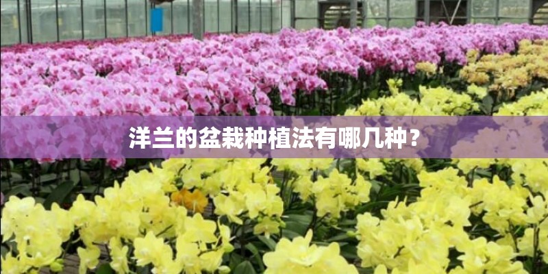 洋兰的盆栽种植法有哪几种？