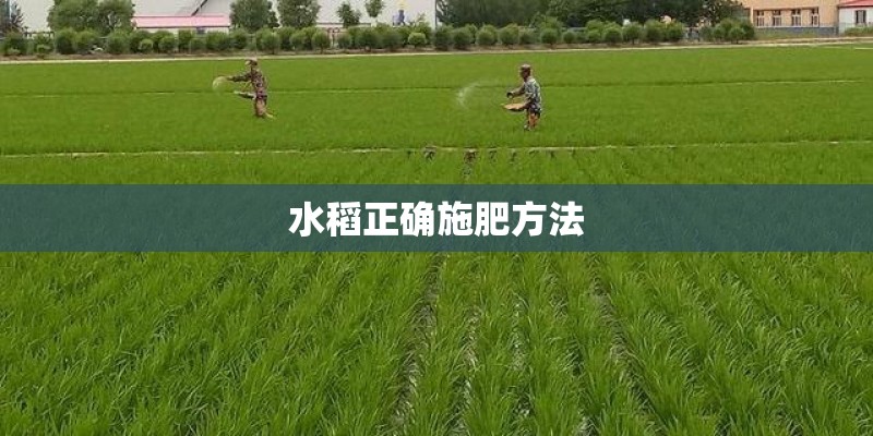 水稻正确施肥方法