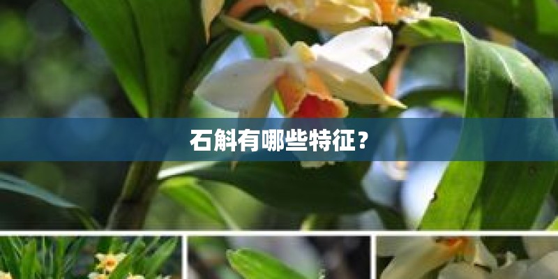 石斛有哪些特征？