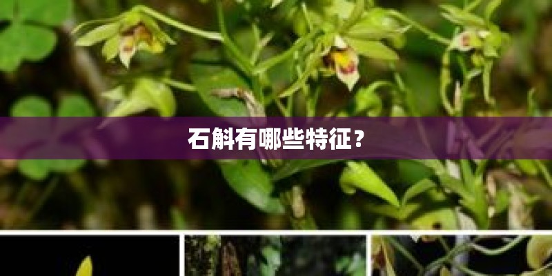 石斛有哪些特征？