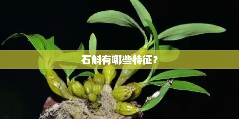 石斛有哪些特征？