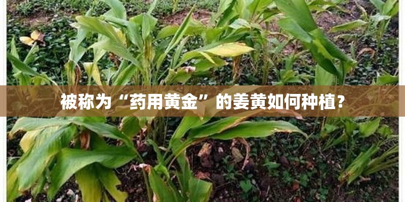 被称为“药用黄金”的姜黄如何种植？