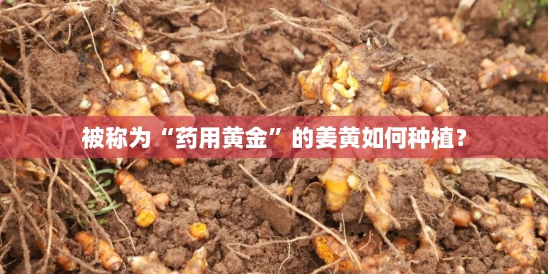 被称为“药用黄金”的姜黄如何种植？