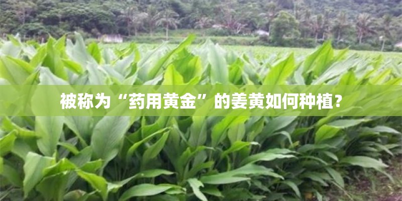 被称为“药用黄金”的姜黄如何种植？