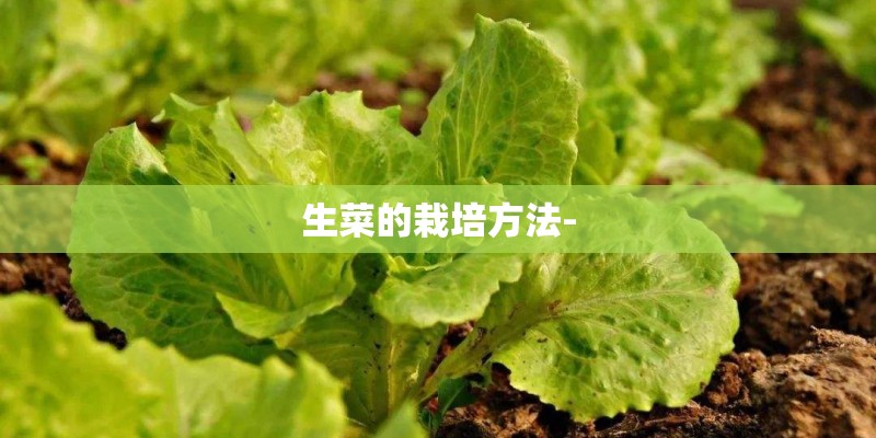 生菜的栽培方法-