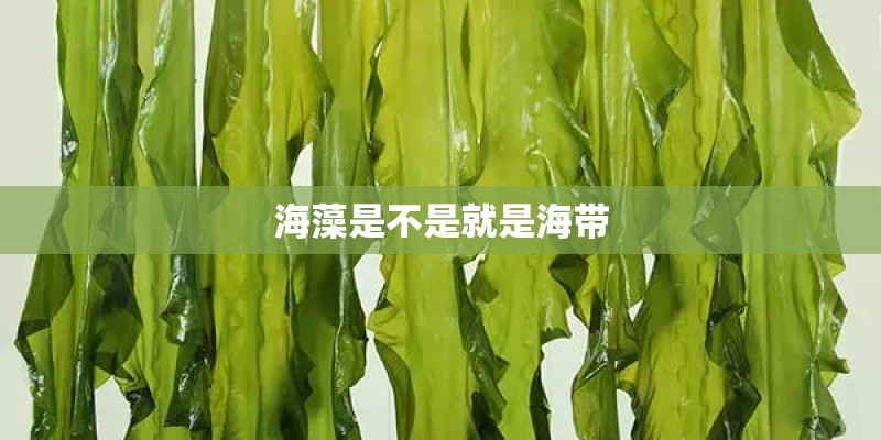 海藻是不是就是海带