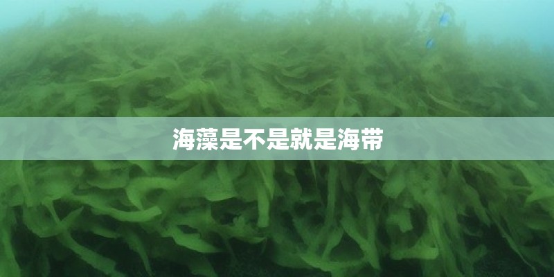 海藻是不是就是海带