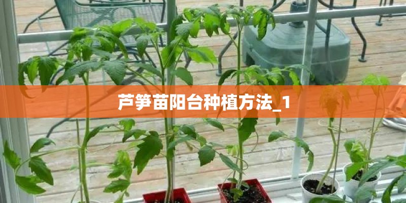 芦笋苗阳台种植方法_1