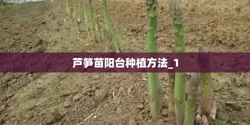 芦笋苗阳台种植方法_1