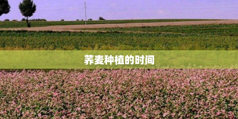 荞麦种植的时间