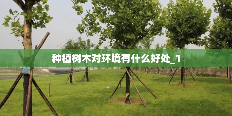 种植树木对环境有什么好处_1