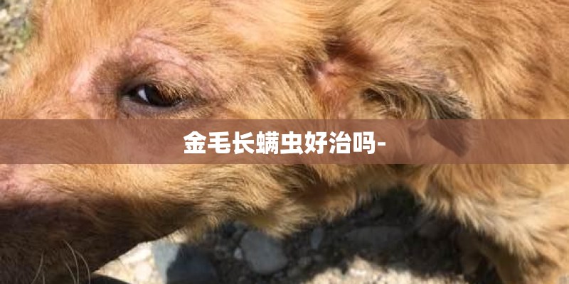 金毛长螨虫好治吗-