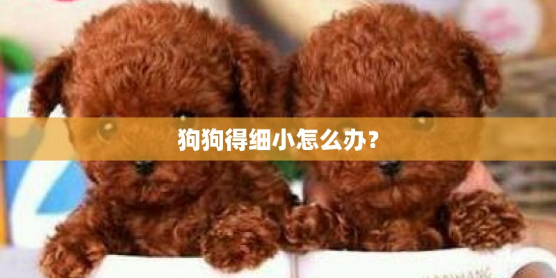狗狗得细小怎么办？