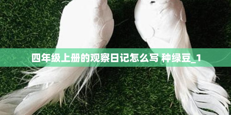 四年级上册的观察日记怎么写 种绿豆_1