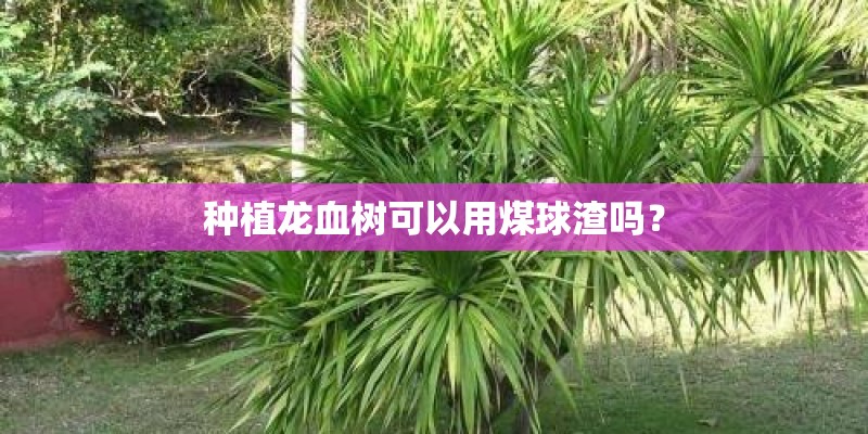 种植龙血树可以用煤球渣吗？