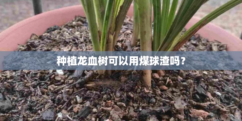 种植龙血树可以用煤球渣吗？