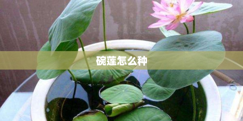碗莲怎么种