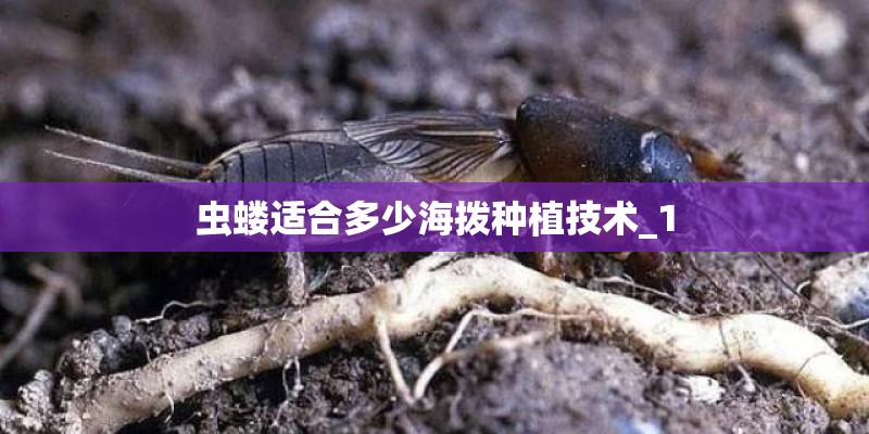 虫蝼适合多少海拨种植技术_1
