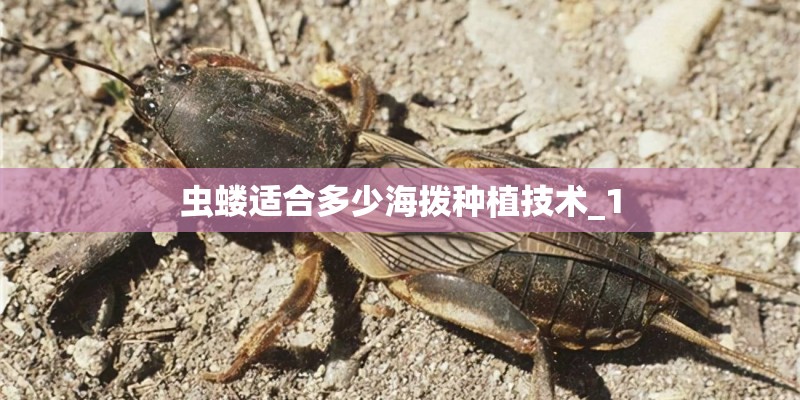 虫蝼适合多少海拨种植技术_1