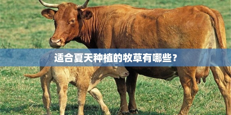 适合夏天种植的牧草有哪些？