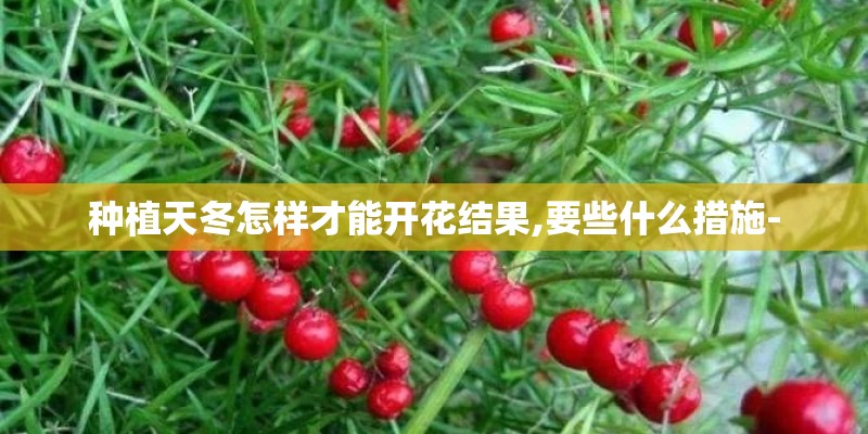 种植天冬怎样才能开花结果,要些什么措施-