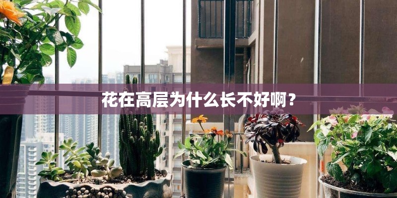 花在高层为什么长不好啊？