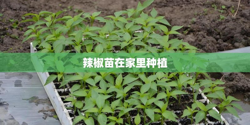 辣椒苗在家里种植