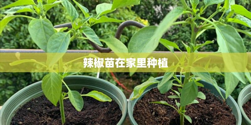 辣椒苗在家里种植 辣椒苗在家里种植