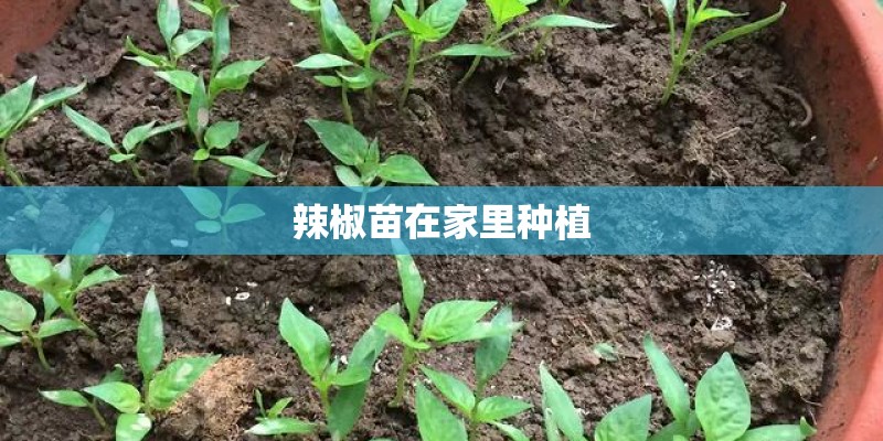 辣椒苗在家里种植 辣椒苗在家里种植