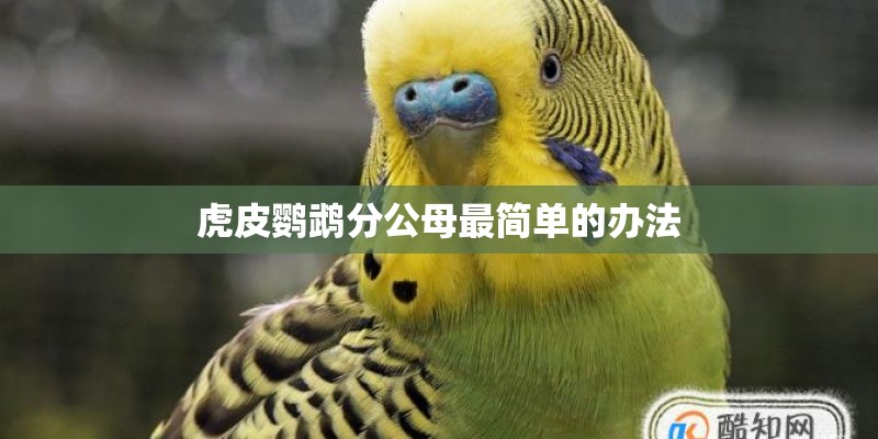 虎皮鹦鹉分公母最简单的办法