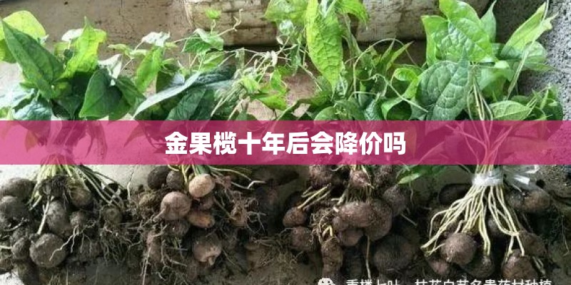 金果榄十年后会降价吗
