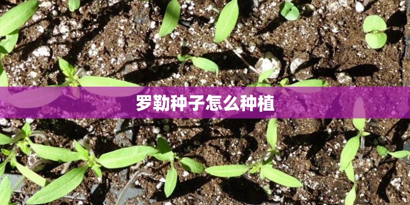 罗勒种子怎么种植