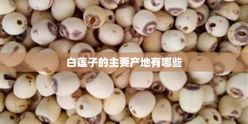 白莲子的主要产地有哪些