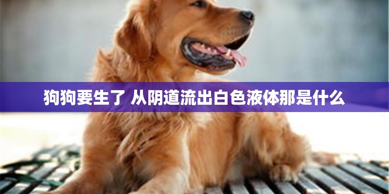 狗狗要生了 从阴道流出白色液体那是什么