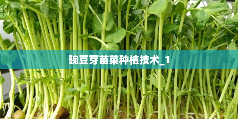 豌豆芽苗菜种植技术_1