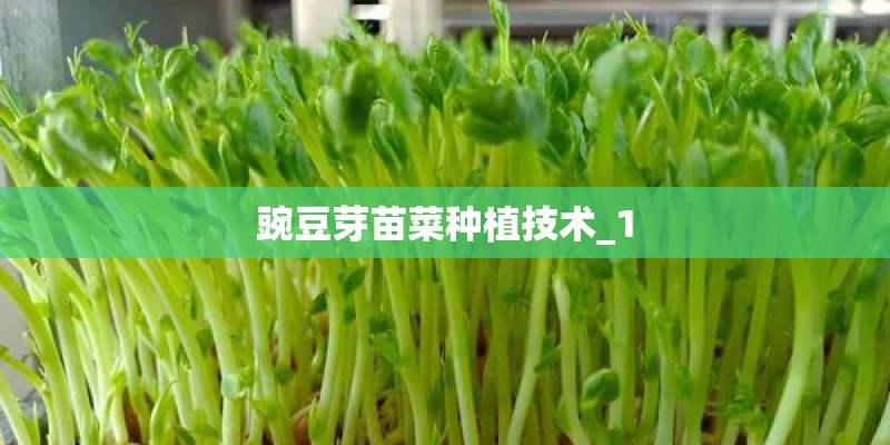 豌豆芽苗菜种植技术_1 豌豆芽苗菜种植技术_1