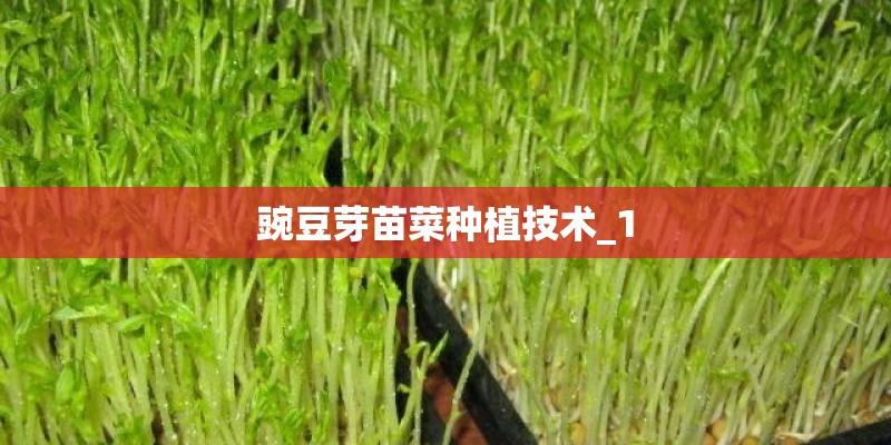 豌豆芽苗菜种植技术_1 豌豆芽苗菜种植技术_1