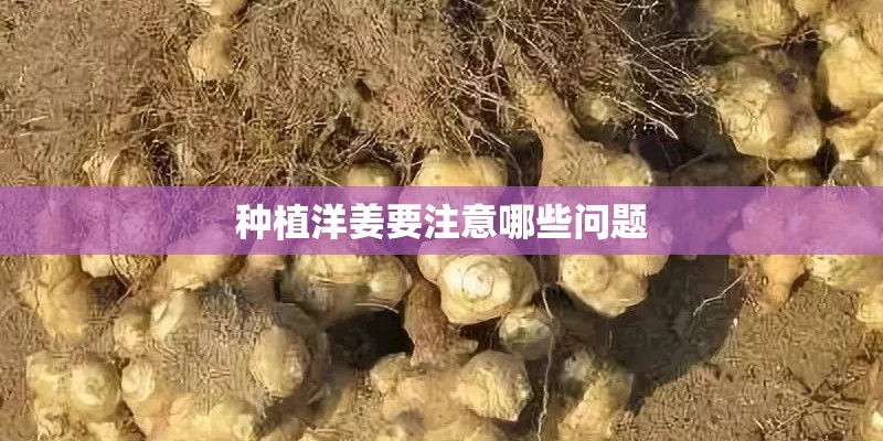 种植洋姜要注意哪些问题 种植洋姜要注意哪些问题