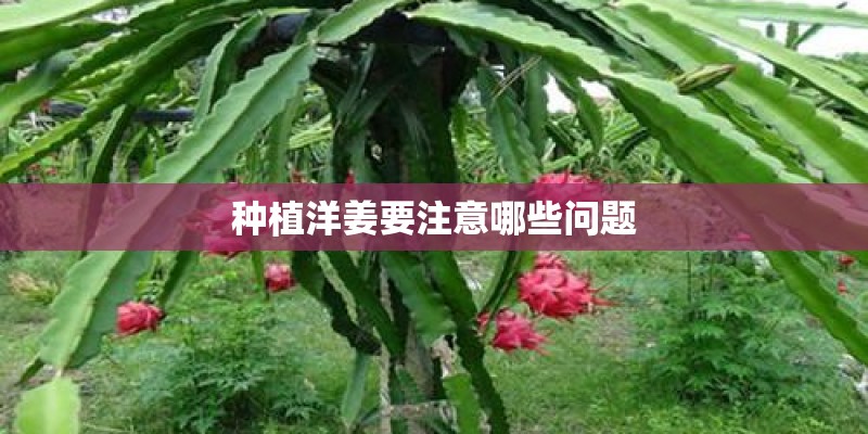 种植洋姜要注意哪些问题 种植洋姜要注意哪些问题