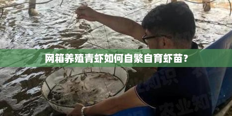 网箱养殖青虾如何自繁自育虾苗？