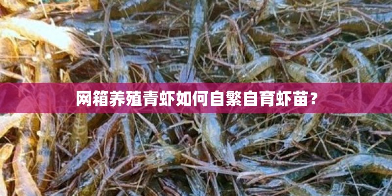 网箱养殖青虾如何自繁自育虾苗？