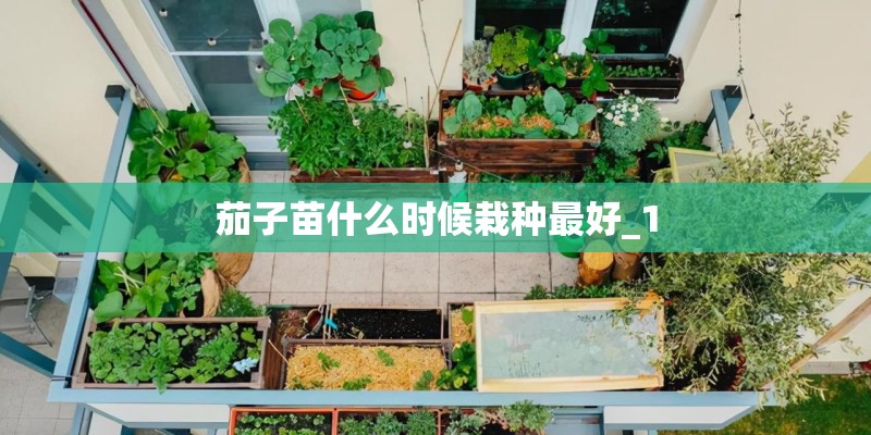 茄子苗什么时候栽种最好_1