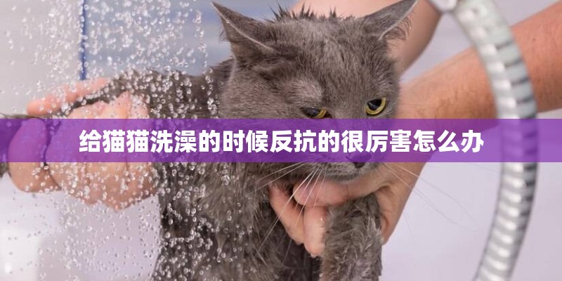 给猫猫洗澡的时候反抗的很厉害怎么办
