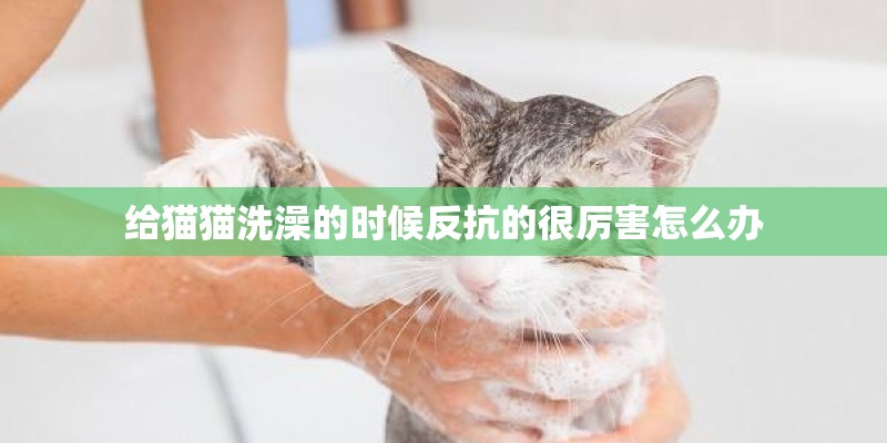 给猫猫洗澡的时候反抗的很厉害怎么办