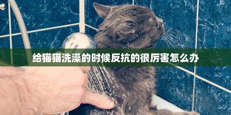 给猫猫洗澡的时候反抗的很厉害怎么办