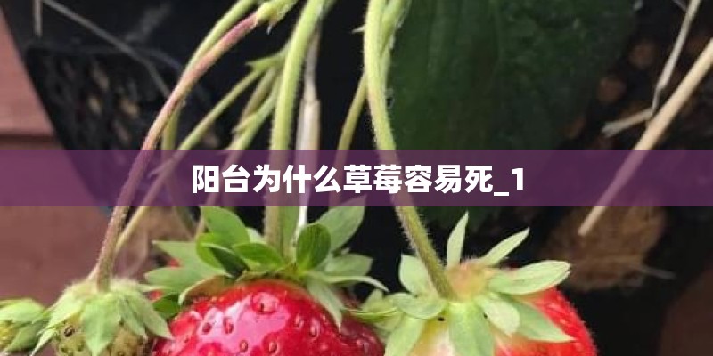 阳台为什么草莓容易死_1